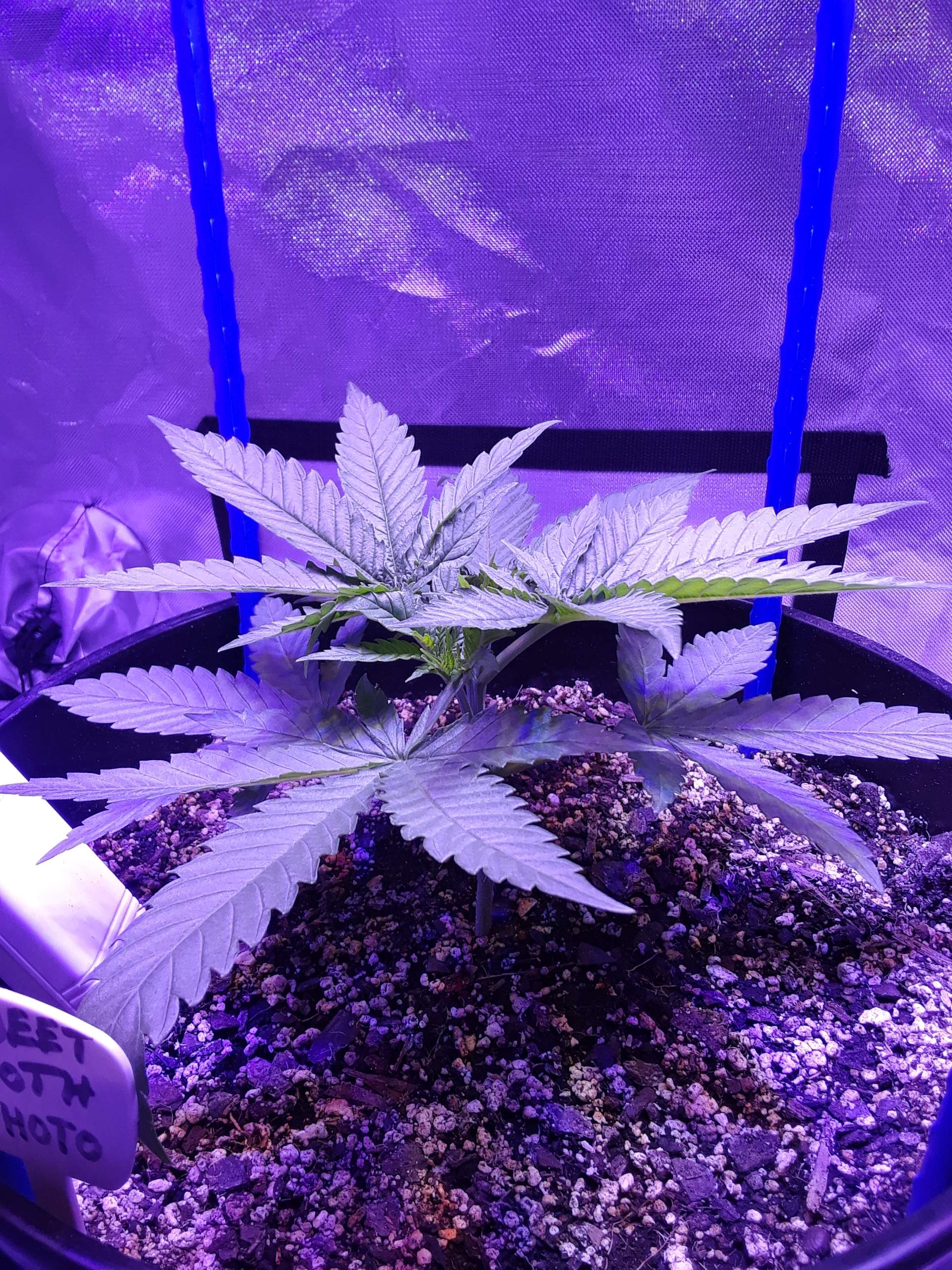 a potted marijuana plant in a purple light