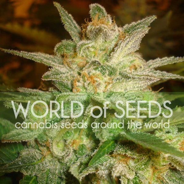 a close up of a plant with the words world of seeds on it