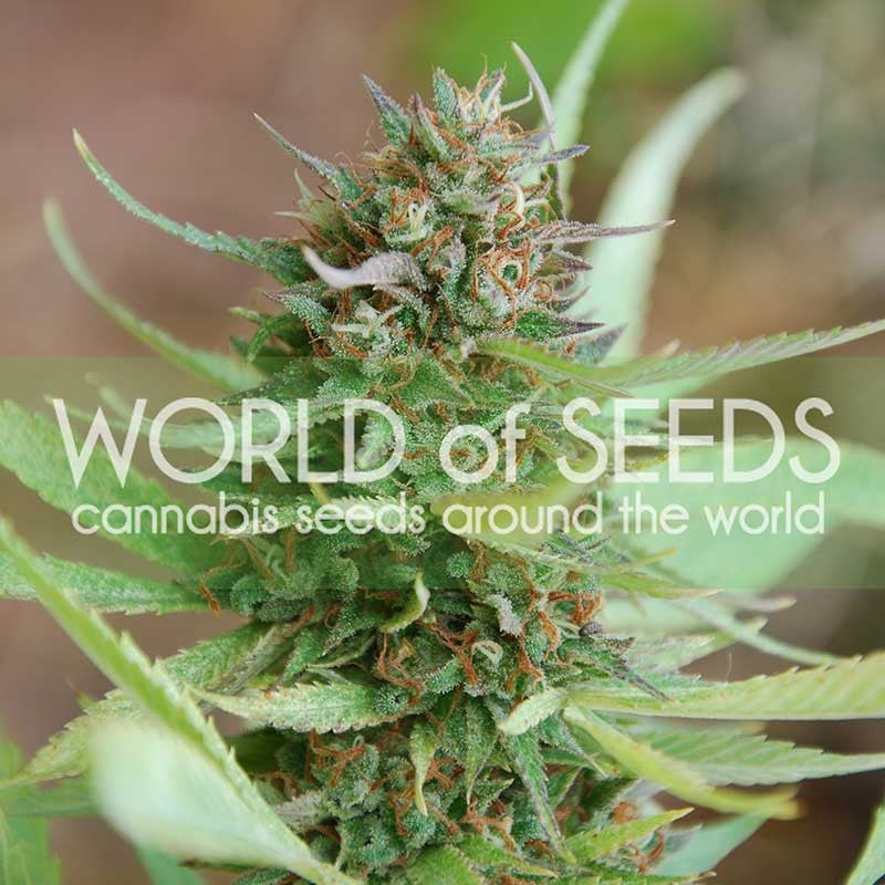 a close up of a plant with the words world of seeds above it