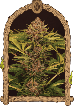 a drawing of a marijuana plant in a frame