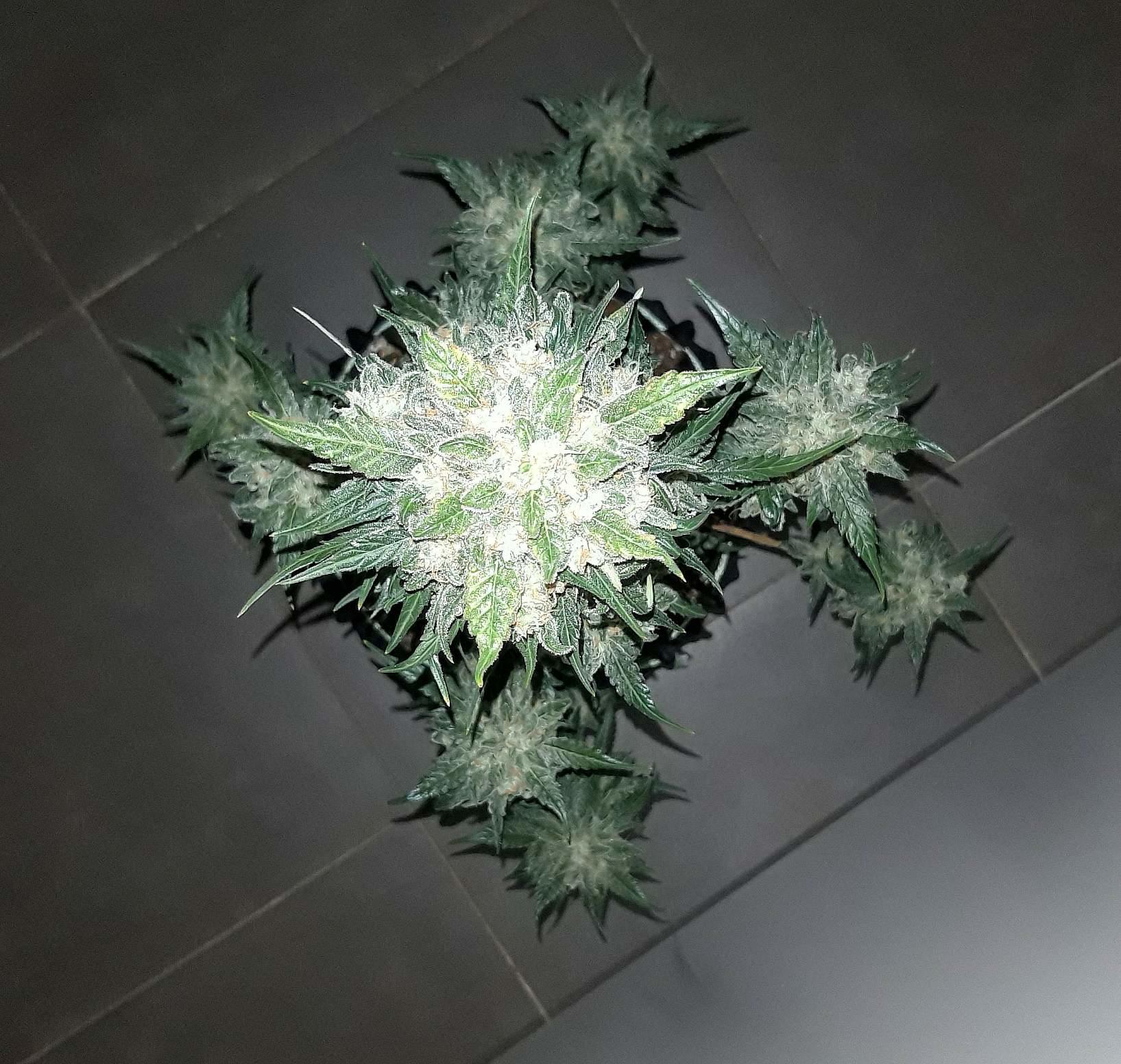 a green and white plant on a tile floor