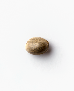 a nut is sitting on a white surface