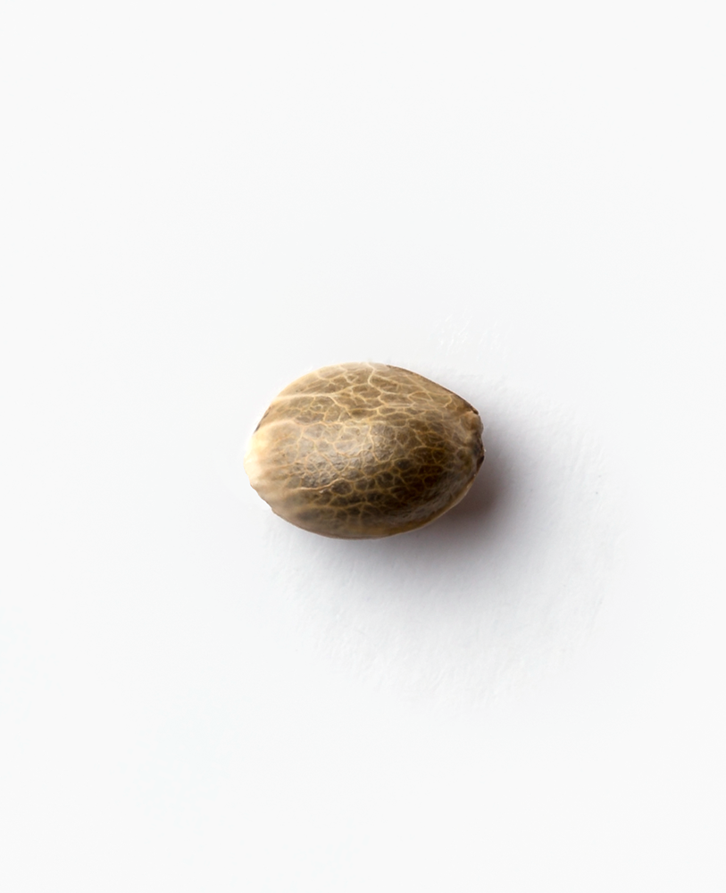 a nut is sitting on a white surface