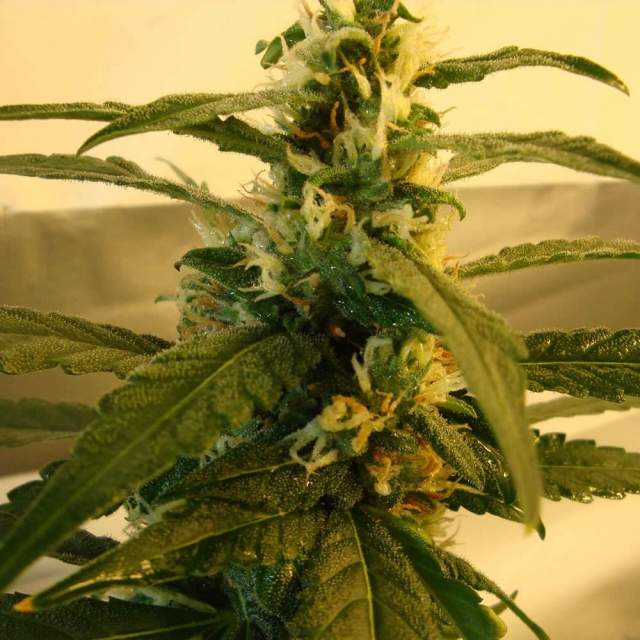 a close up of a marijuana plant on a bed