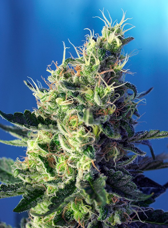 a close up of a green plant on a blue background