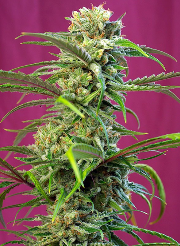 a close up of a plant on a purple background