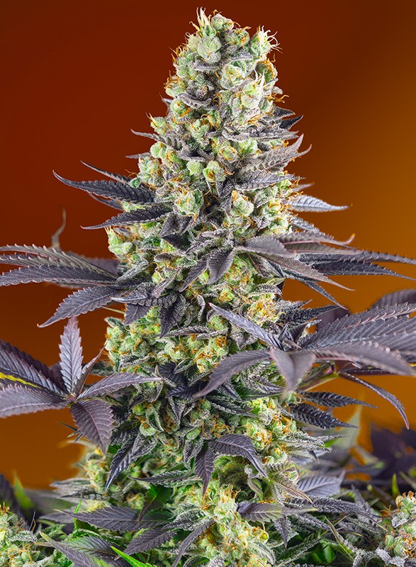 a close up of a marijuana plant