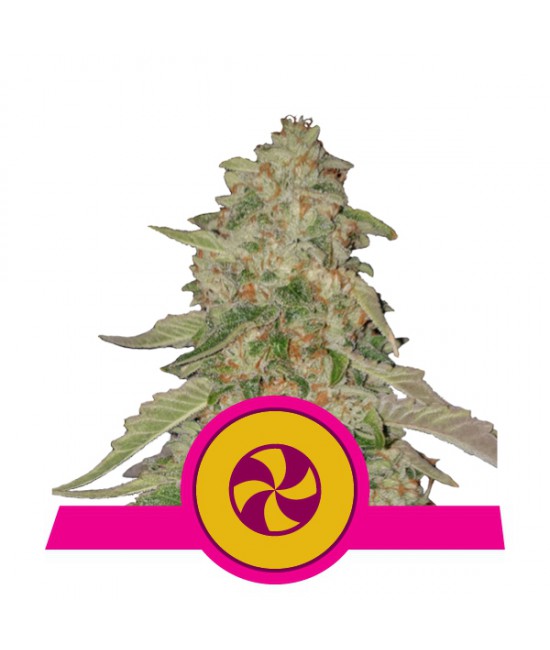 a cannabis plant with a pink ribbon around it