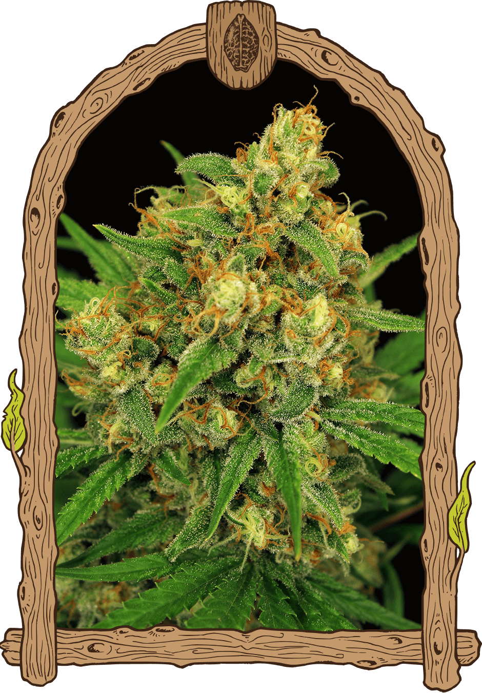a close up of a marijuana plant in a frame