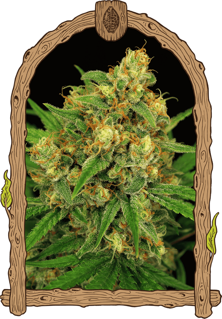 a close up of a marijuana plant in a frame