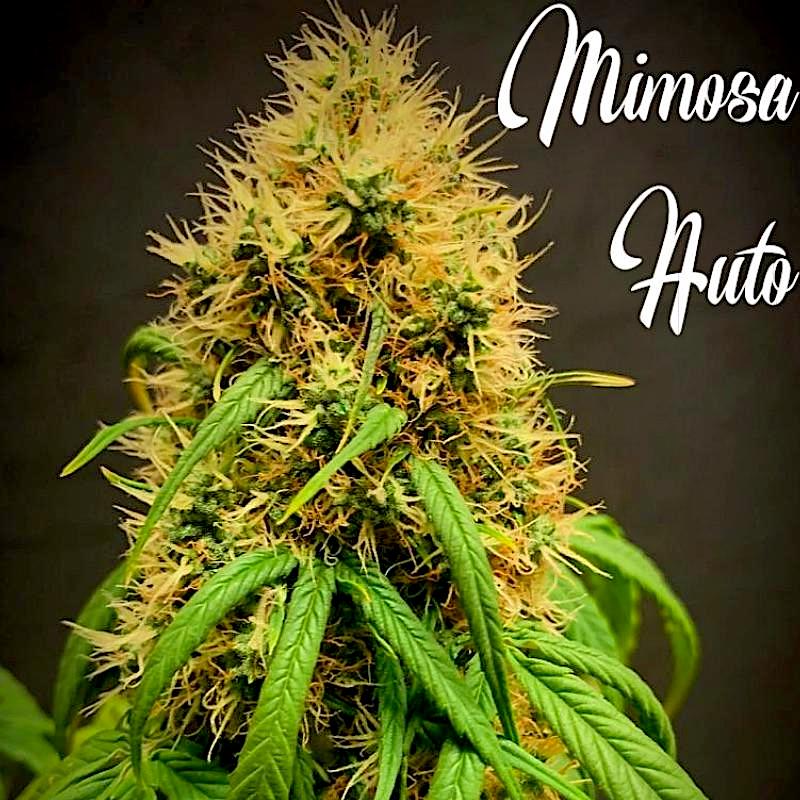 a close up of a plant with the words minnesota auto