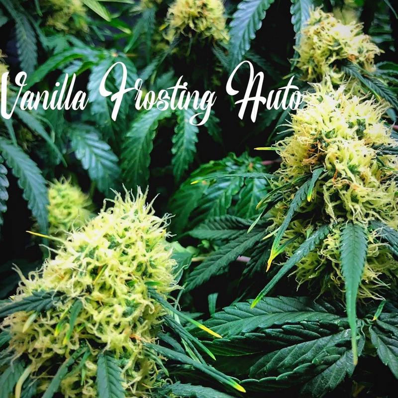 a bunch of marijuana plants with the words vanilla frosting auto