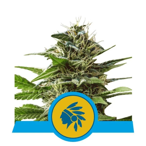 a marijuana plant with a blue ribbon around it