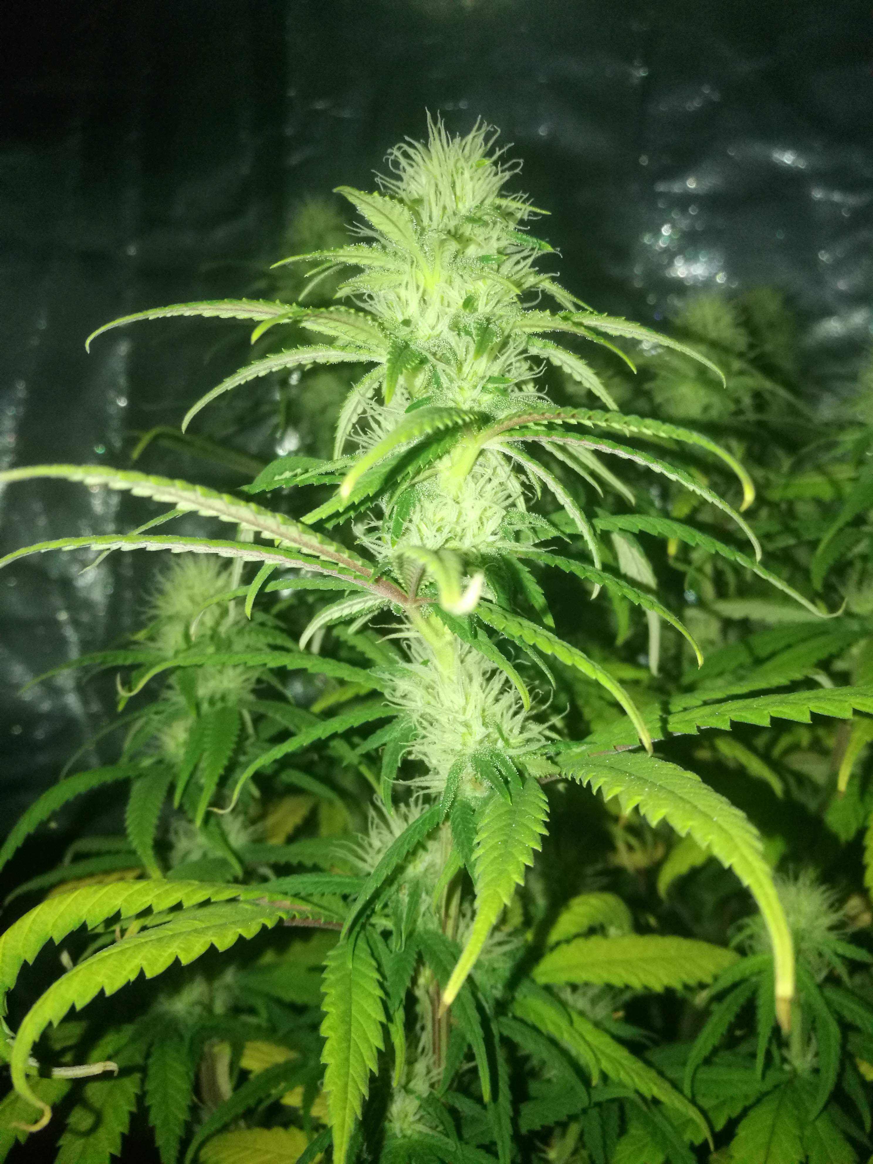 3rd week of flower biobizz nutrient and soil indoor runtz muffin barneys farm from uk seedbank pick and mix seeds