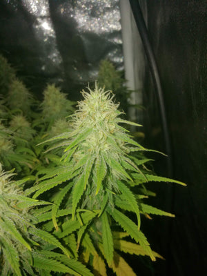 runtz muffin cannabis plant 5th week of flower from breeder barneys farm and uk seed bank pickandmixseeds.com