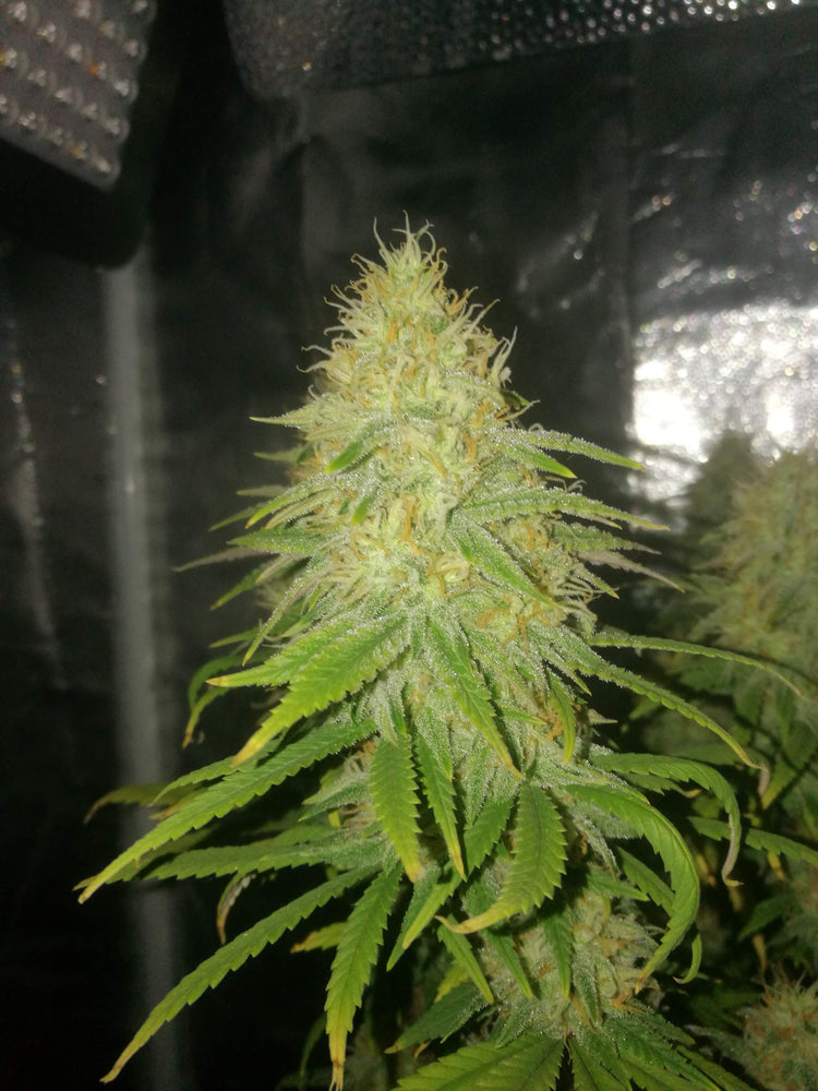 6th week in flower led lights and Hps 600w runtz muffin barneys farm seeds