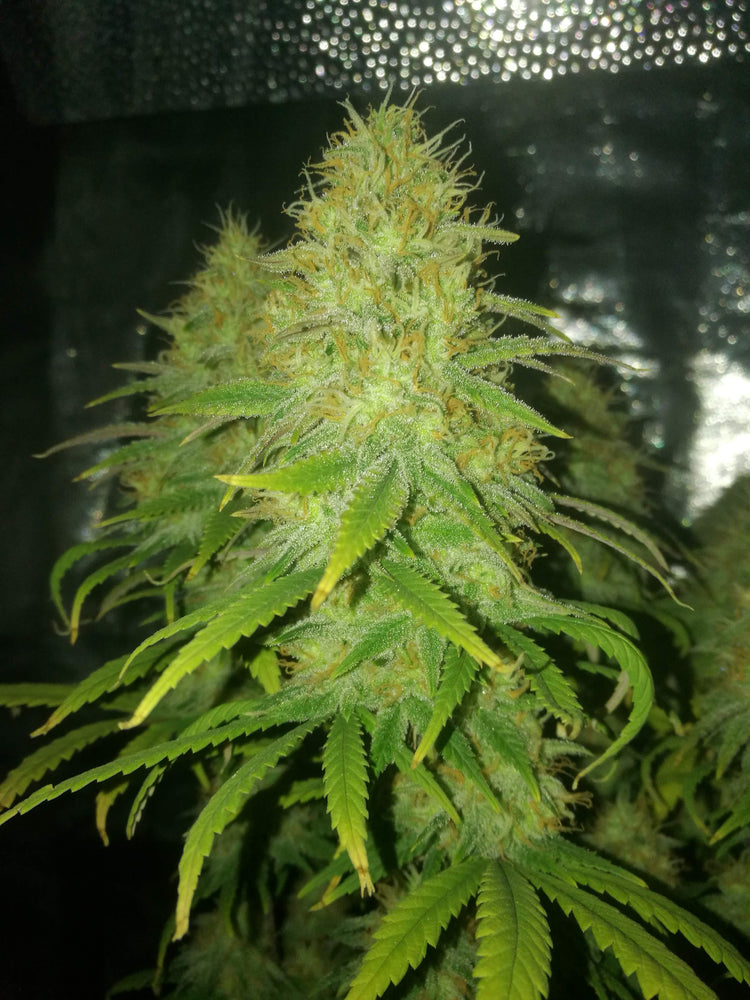 7th week flower barneys farm runtz muffin feminized seeds grown in tent with carbon filter