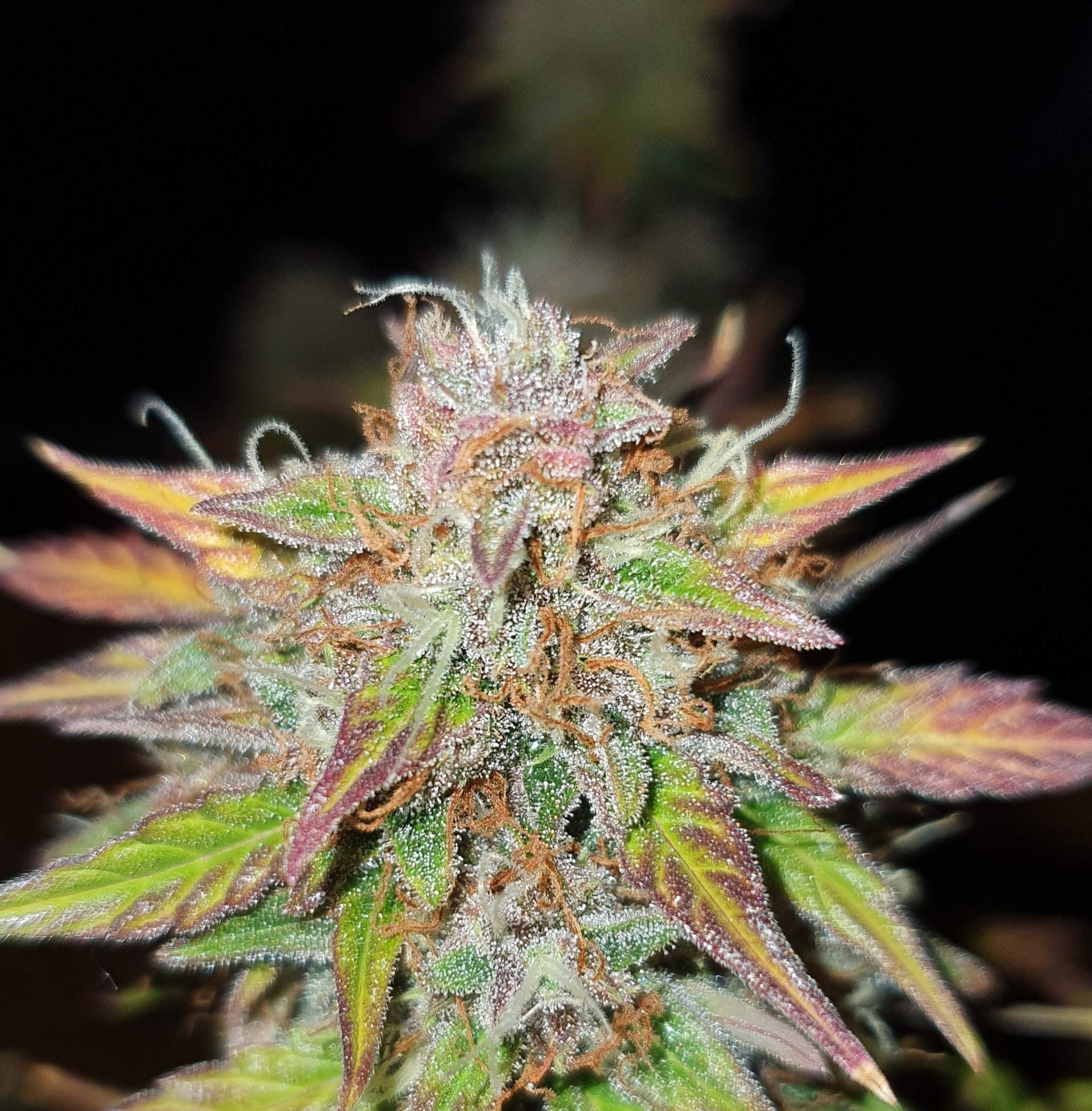 a close up of a plant with a black background