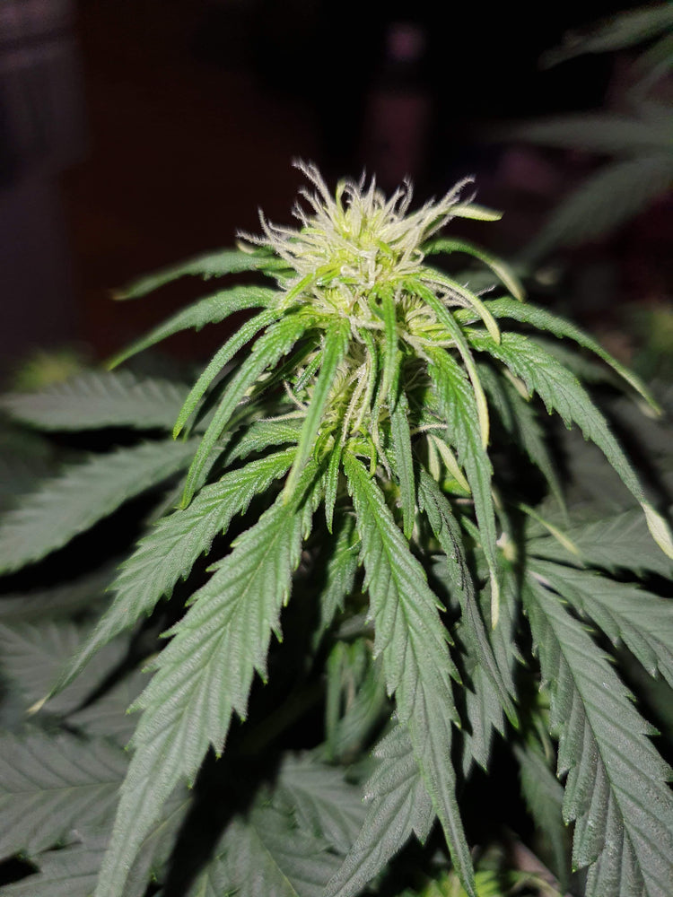 a close up of a marijuana plant with green leaves