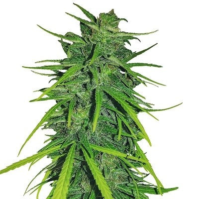 a close up of a plant on a white background