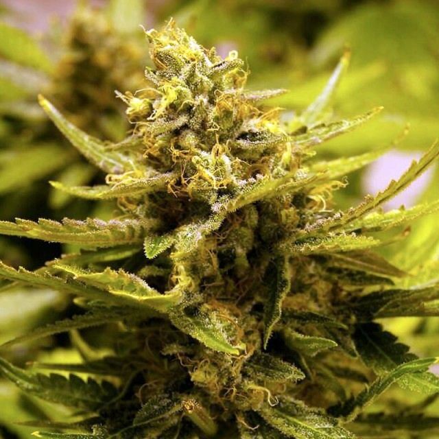 The Cali connection CBD OG Female Cannabis Seeds