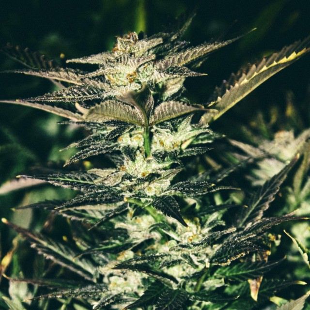 The Cali Connection Jupiter OG Kush Female Cannabis Seeds
