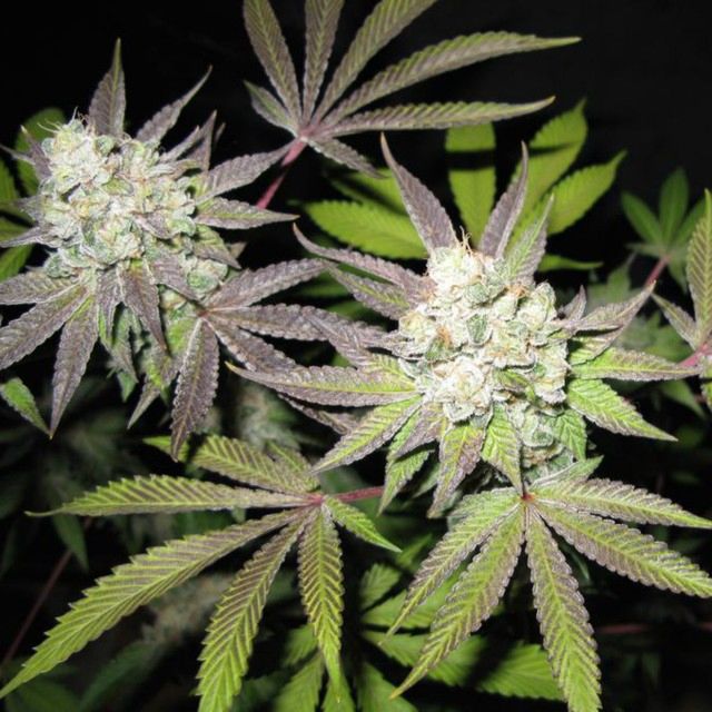 The Cali Connection Tiramisu - The Gold Line - Female Cannabis Seeds
