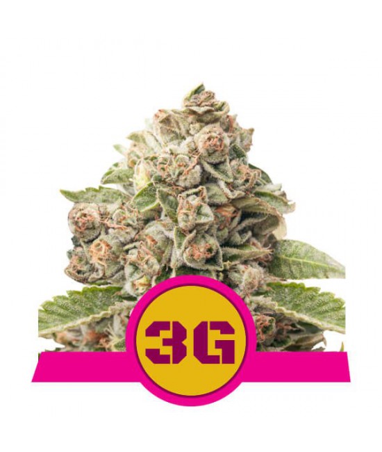 a picture of a marijuana plant with the number 30 on it