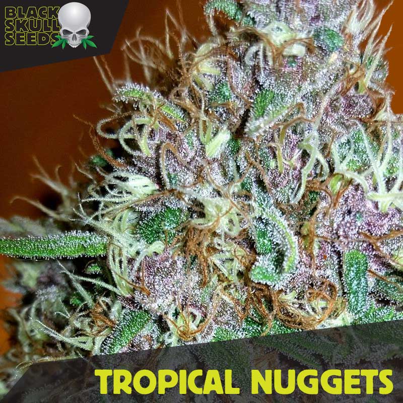 a close up of a plant with the words tropical nuggets on it