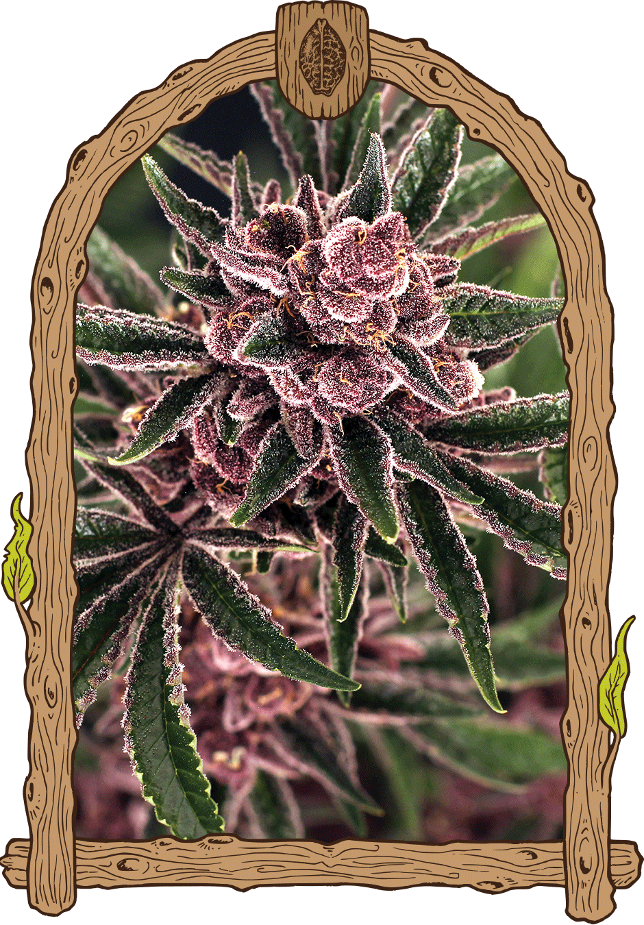 a picture of a plant in a frame