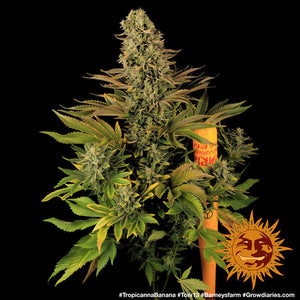 a marijuana plant with a sun on top of it