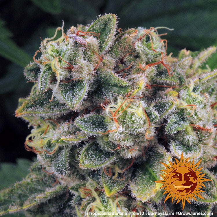 a close up of a marijuana plant with a sun in the background