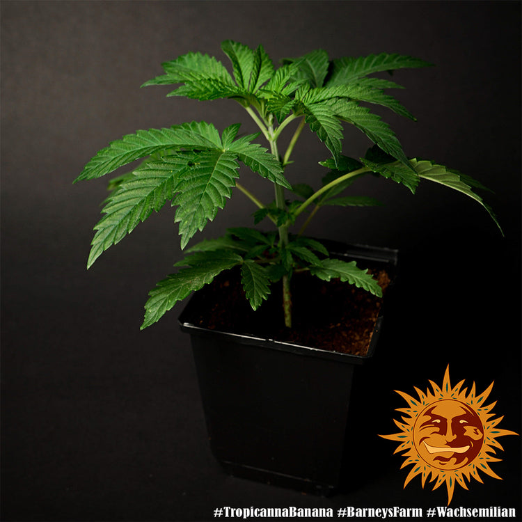 a potted plant in a black container on a black background