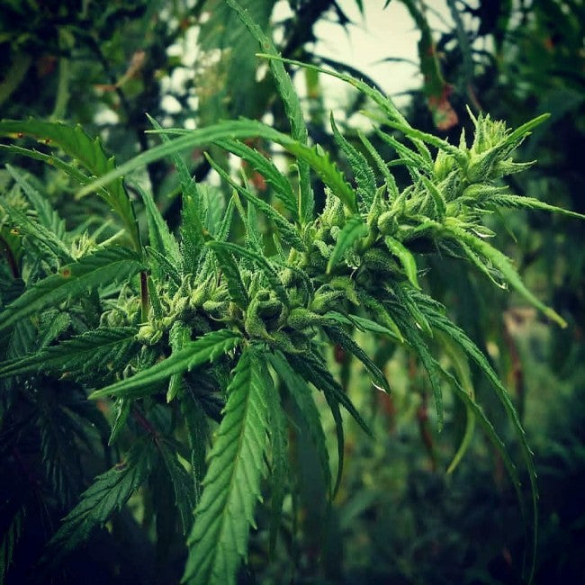 a close up of a marijuana plant in a forest