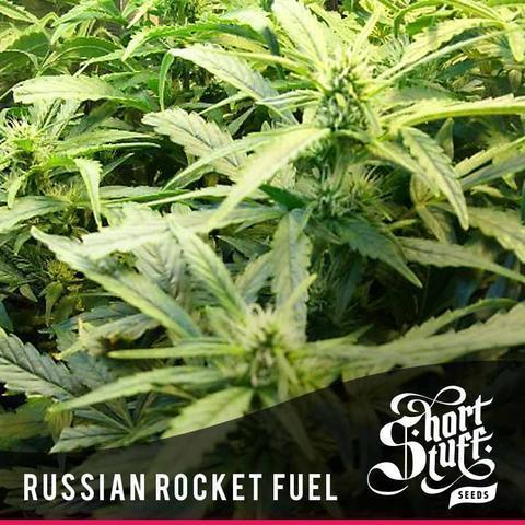 a close up of a plant with the words russian rocket fuel
