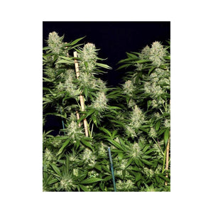a large group of marijuana plants