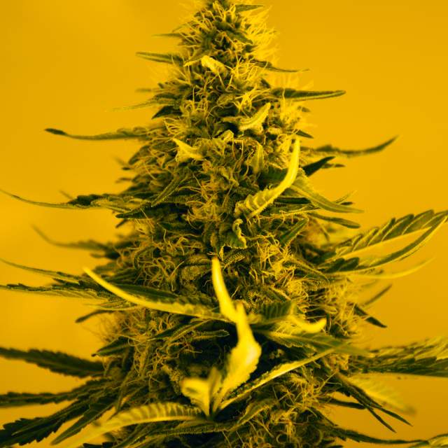 a close up of a marijuana plant on a yellow background