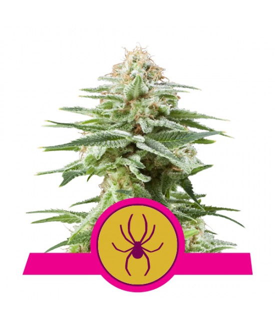 a white widow plant with a pink ribbon around it