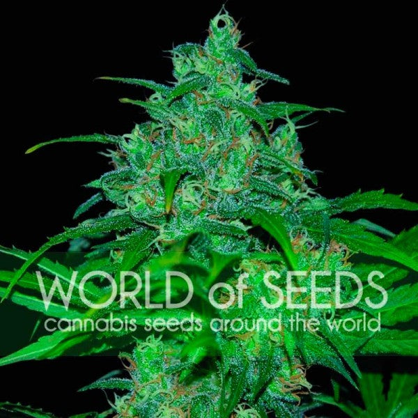 a green plant with the words world of seeds on it