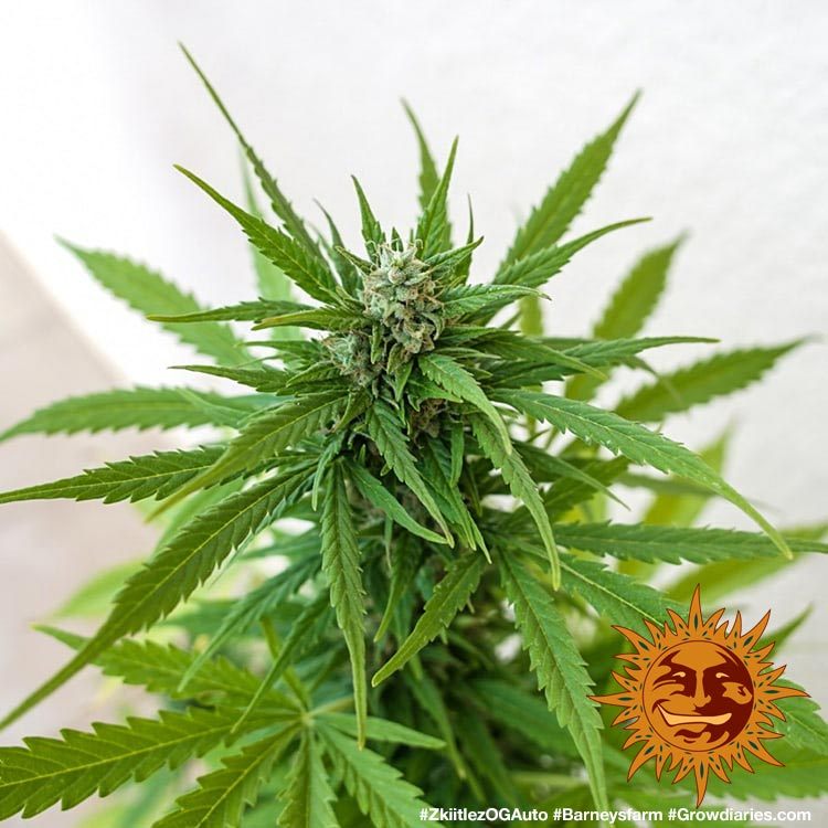 a close up of a marijuana plant with a sticker